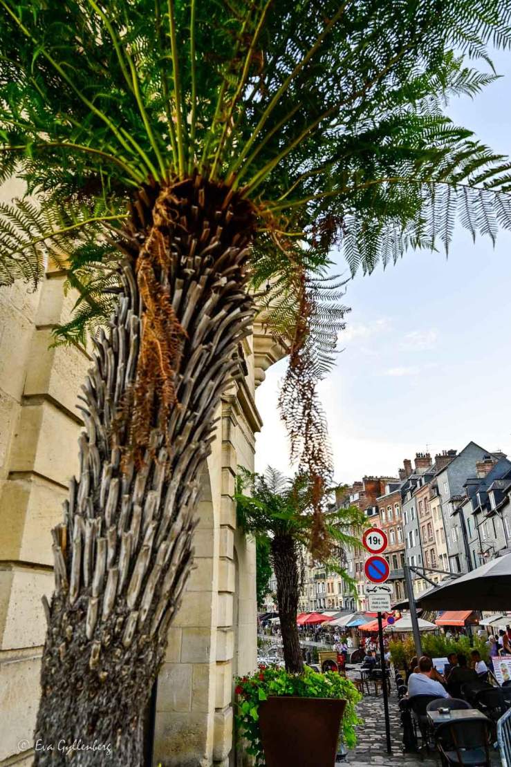palm i en hamn i Normandie
