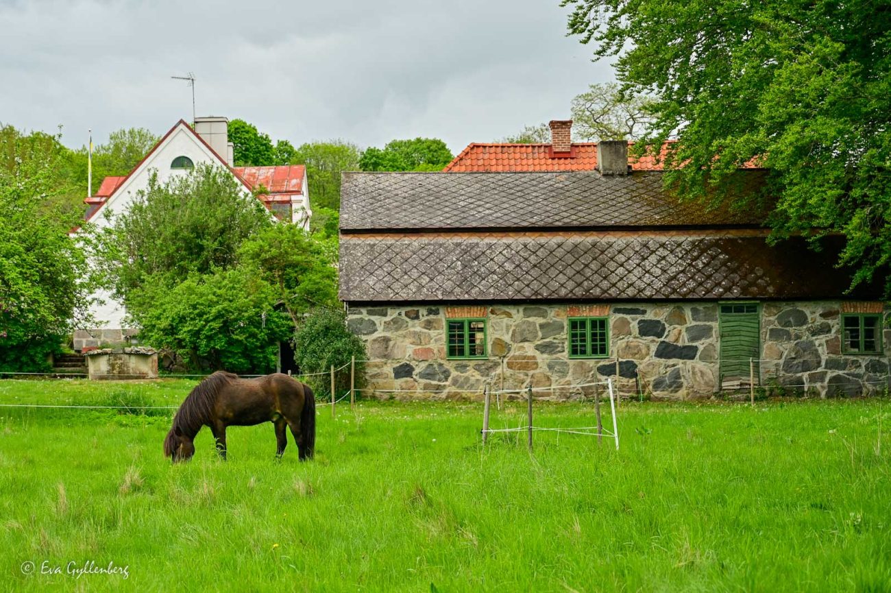 Häst betar på en äng vid Torsebro krutbruk