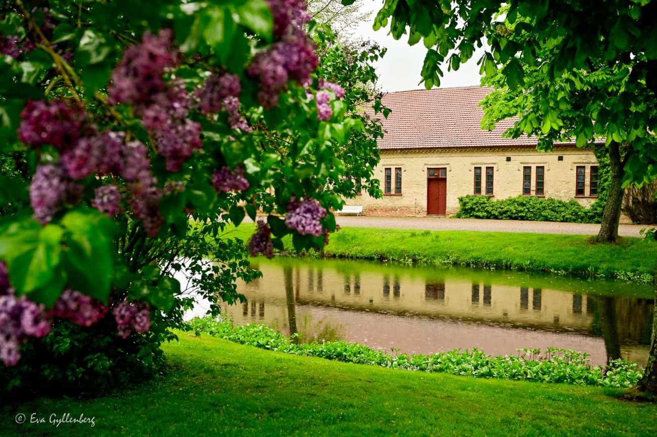 Blommande lila syrener vid Vittskövle slott