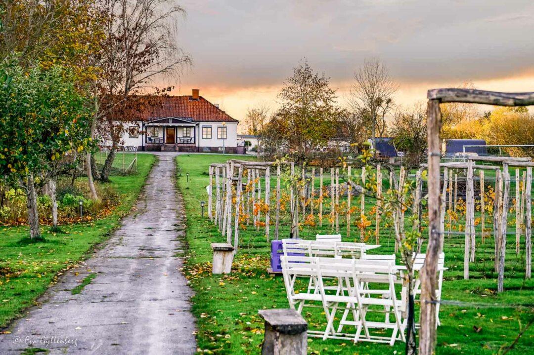 Ivögården