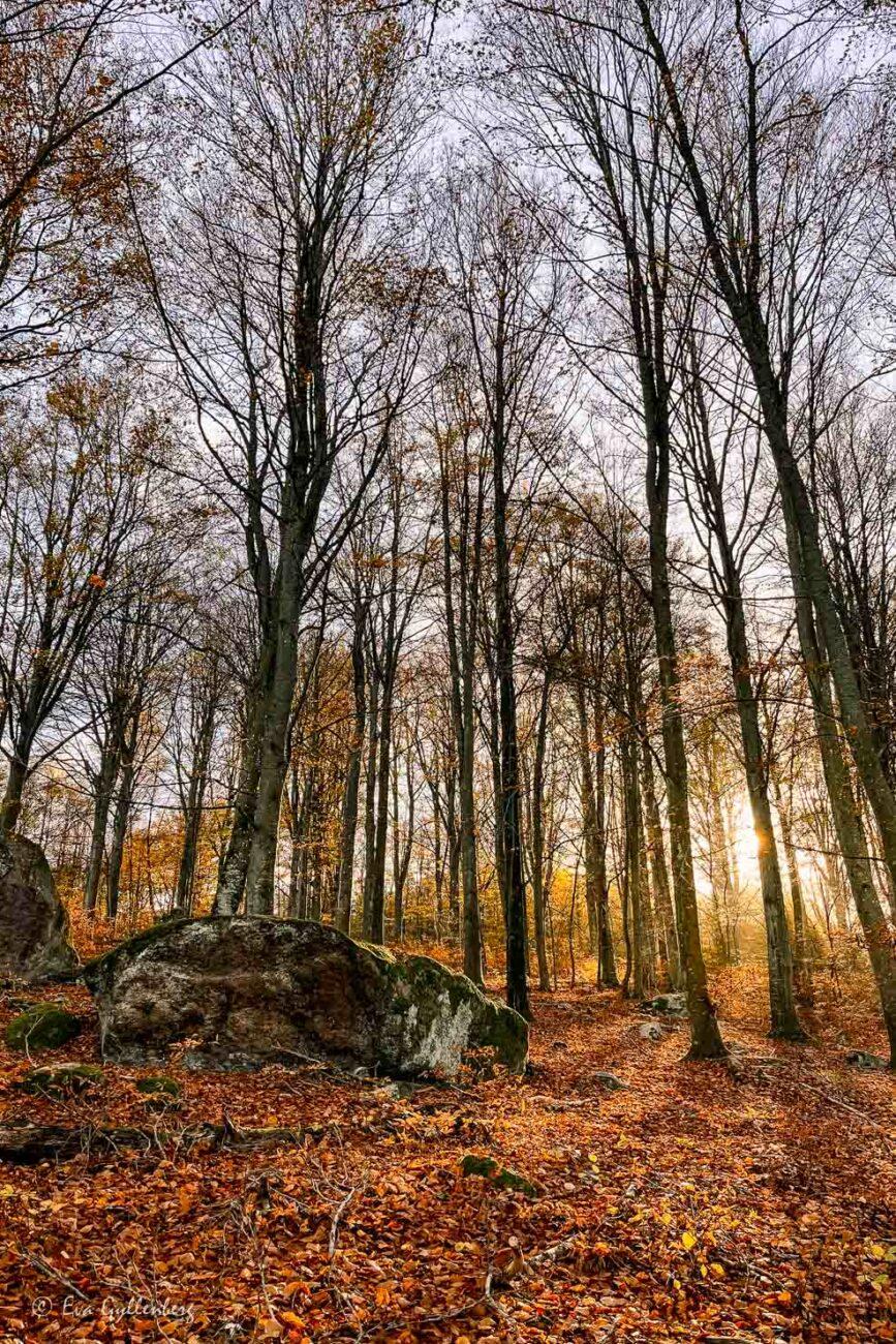 solen skiner genom skogen vid ivö klack