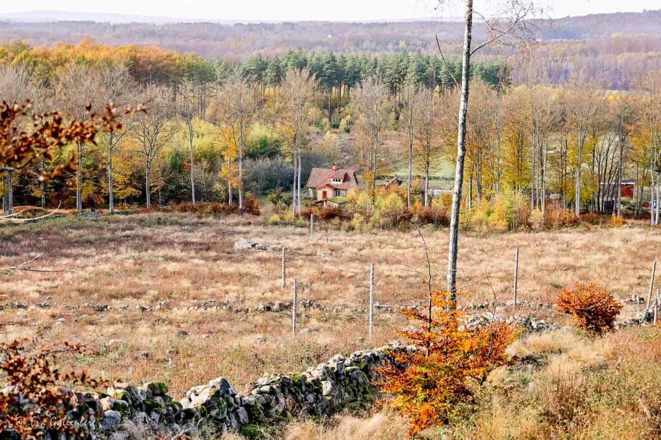 litet hus vid skogen
