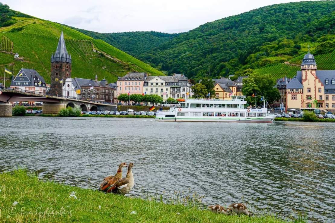 Bernkastel-Kues från ena sidan av Mosel, med två ankor 