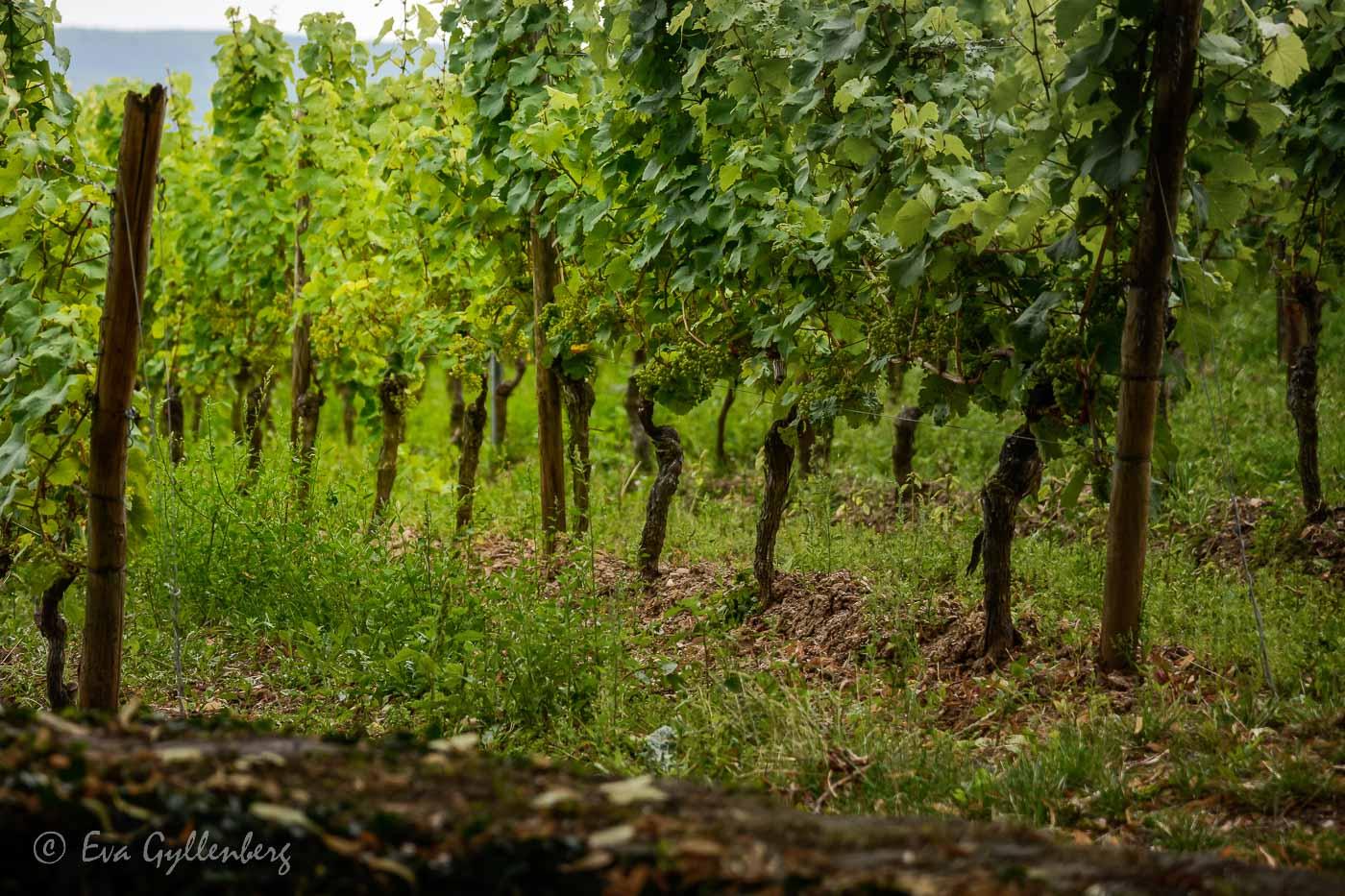 Viniculture in macro view