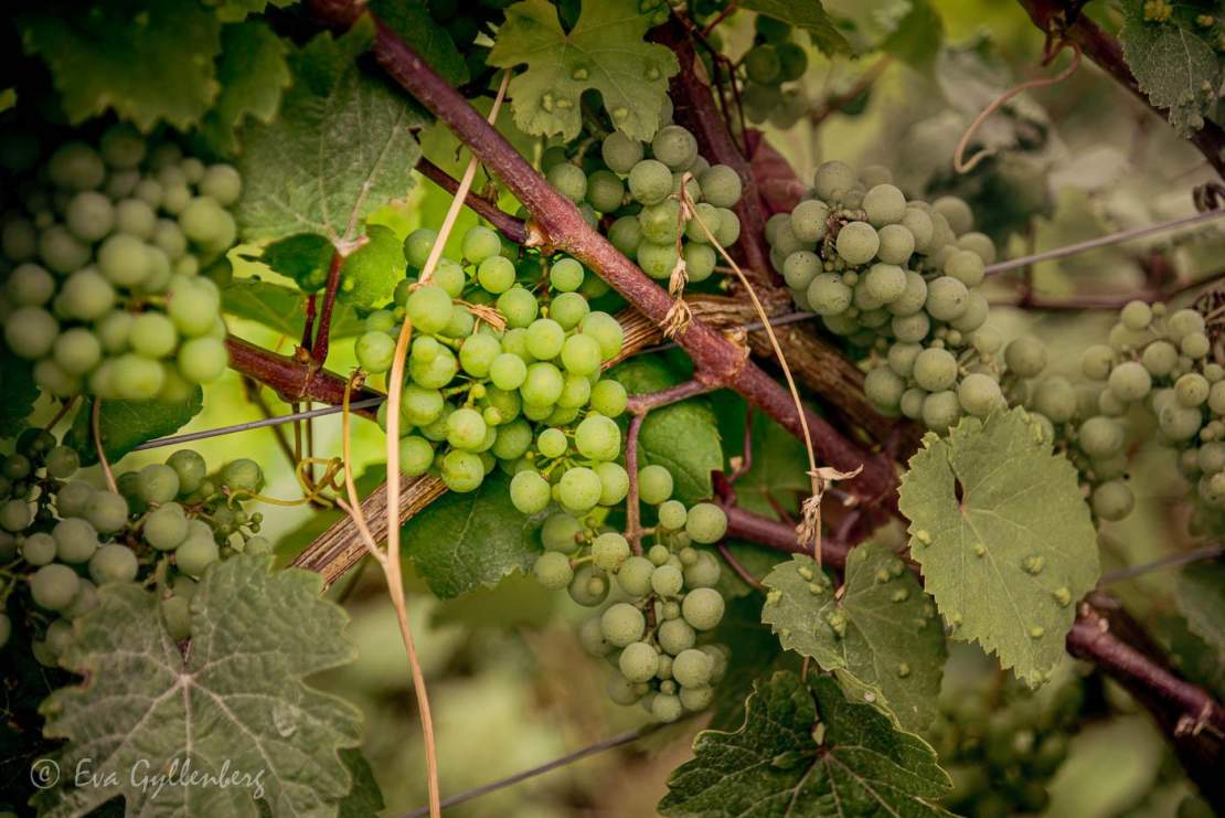Vinrankor i Mosel