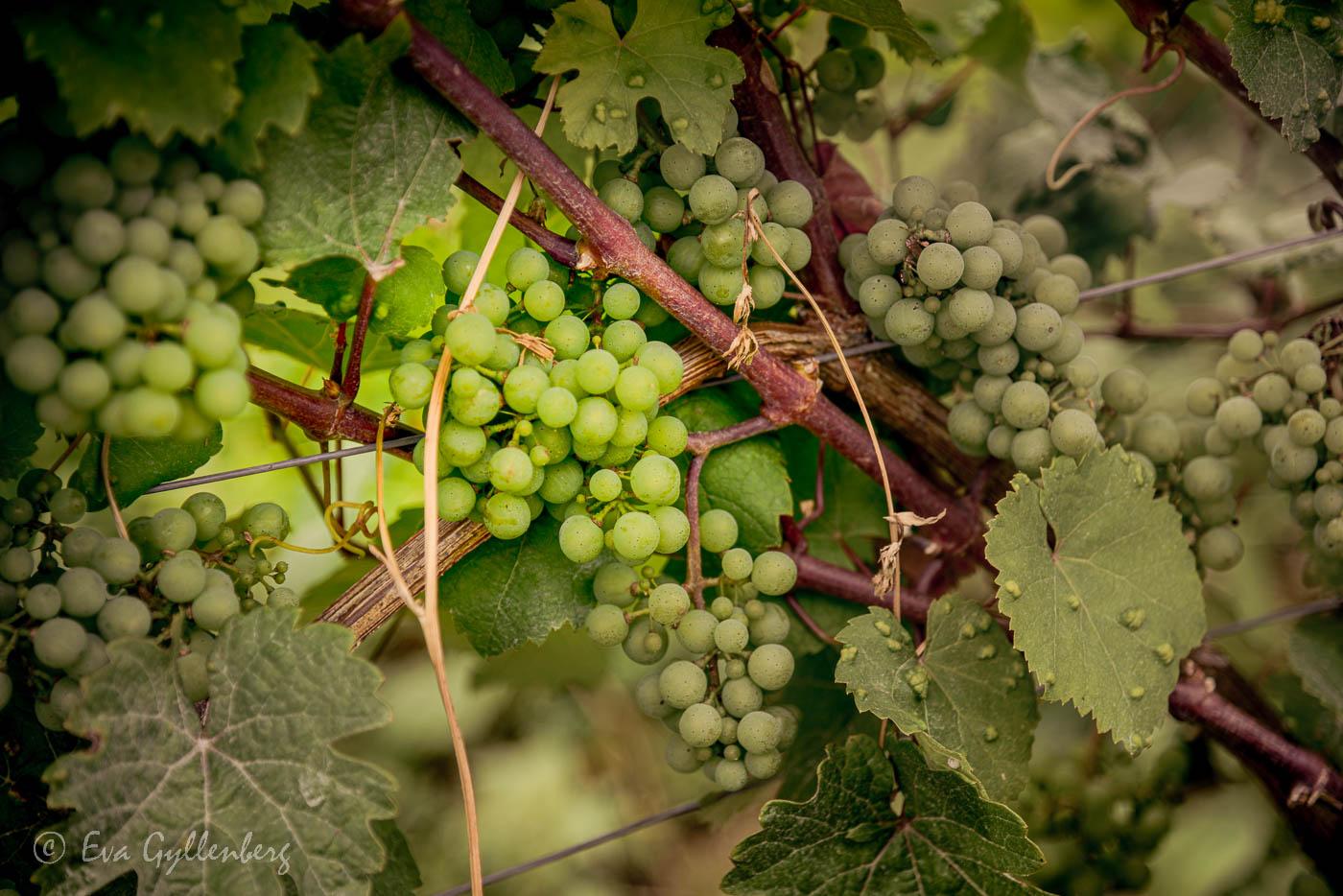 Vinrankor i Mosel