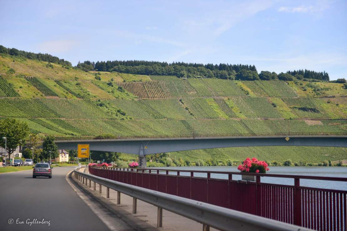 Bilväg mellan vinodlingar och Mosel