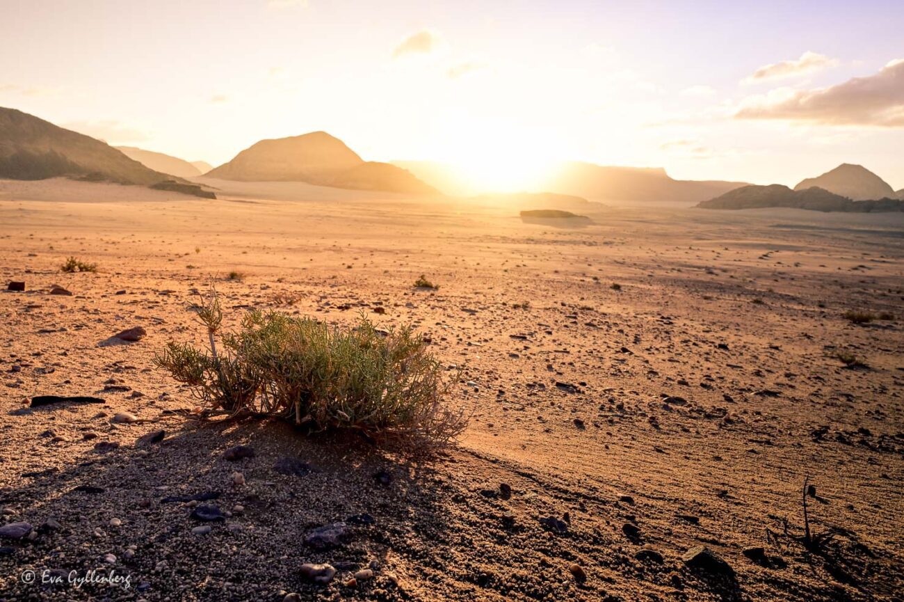 Suluppgång över öknen och en grön växt i Jordaniens öken