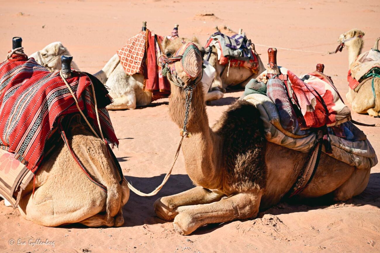 Camels in a row with a camel wearing a mouth guard
