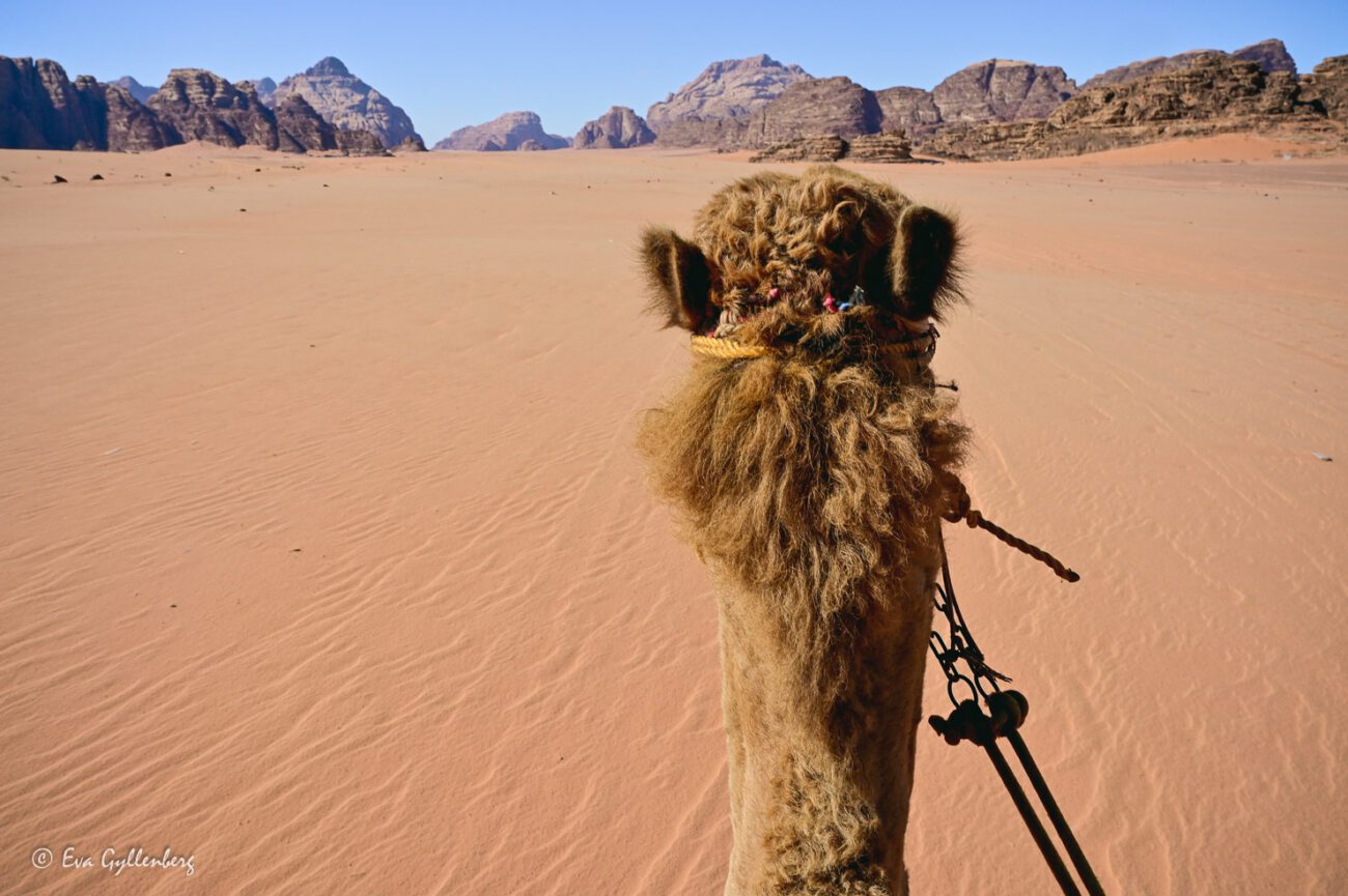 A camel's head seen from behind from a person riding