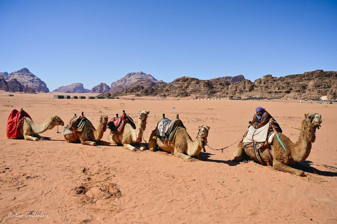 Caravan of dromedaries with their attendant in the desert
