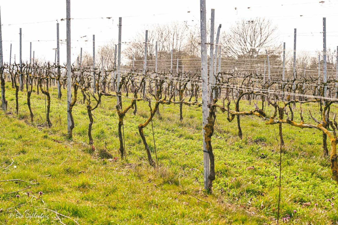 vinstockar på rad under våren