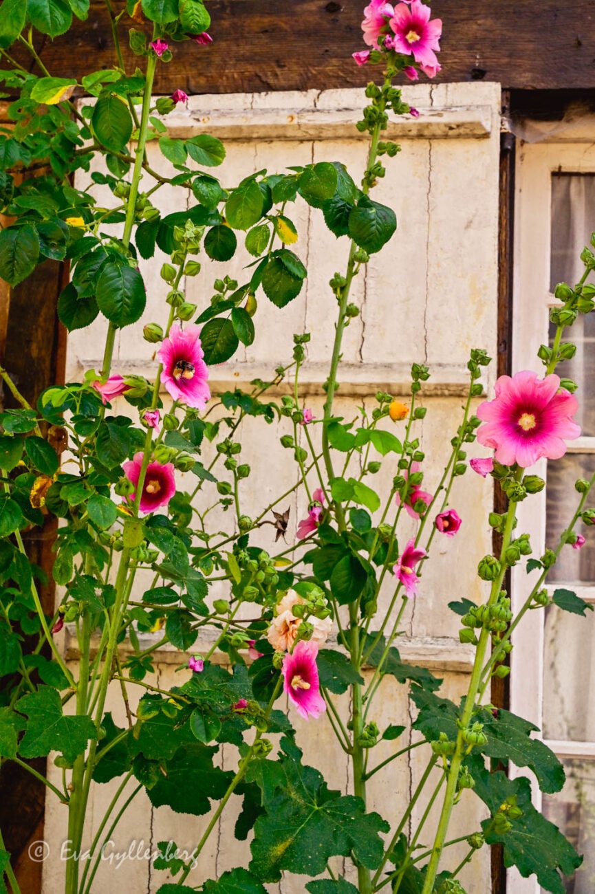 Rosa stockrosor