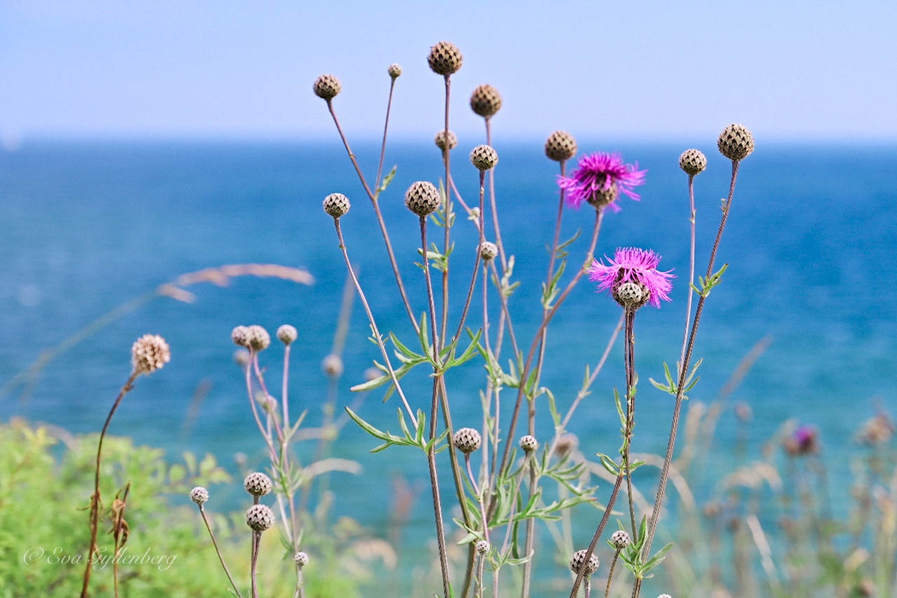 Rosa tistlar med det turkosa havet bakom