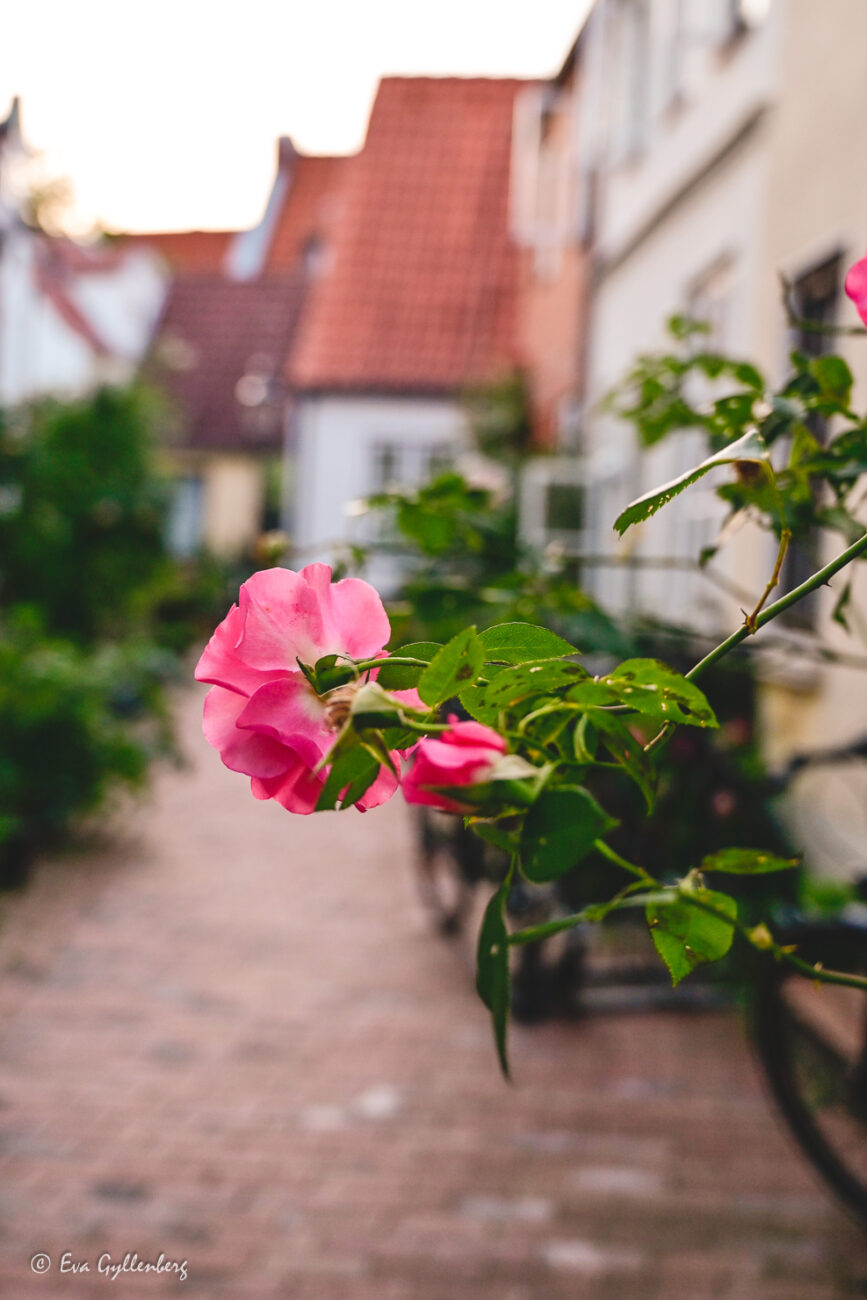 Ros i en bostadsgränd