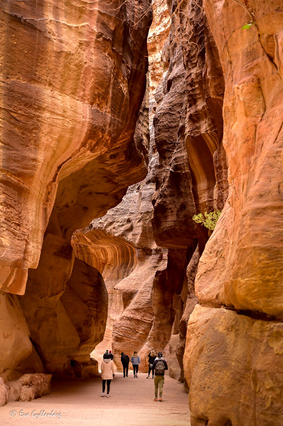 Ravinen The Siq