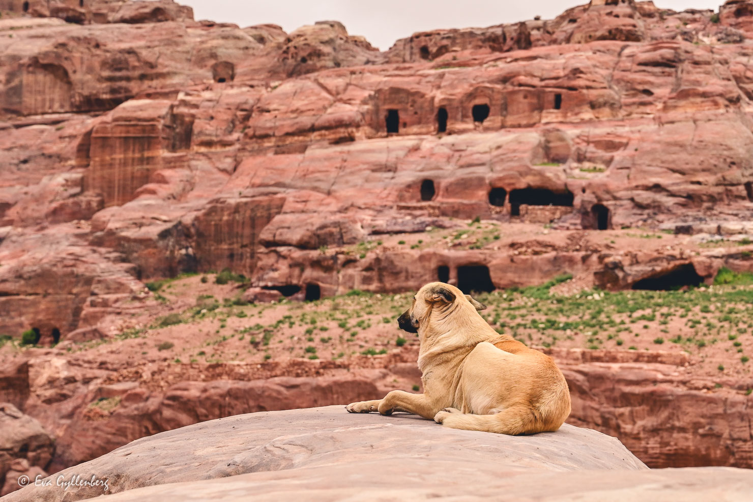 Hund vilar i Petra