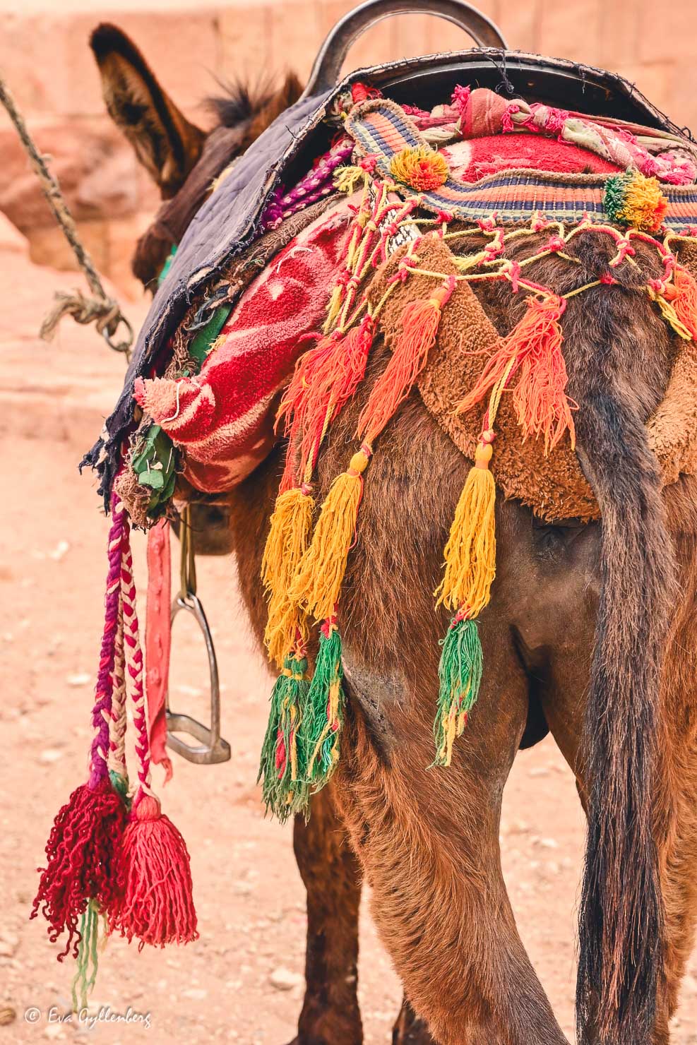 Åsna med färgglada tofsar i Petra