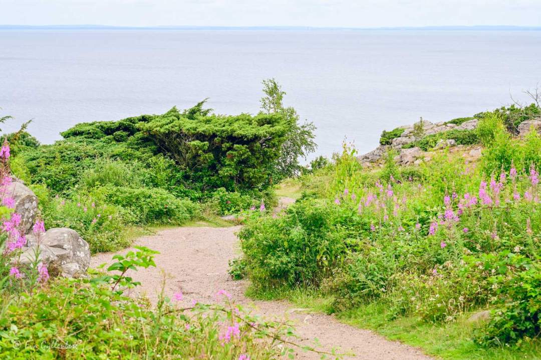Stig ner mot havet vid Hovs hallar