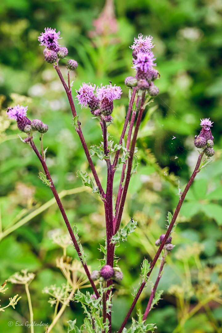Rosa tistel i naturreservat