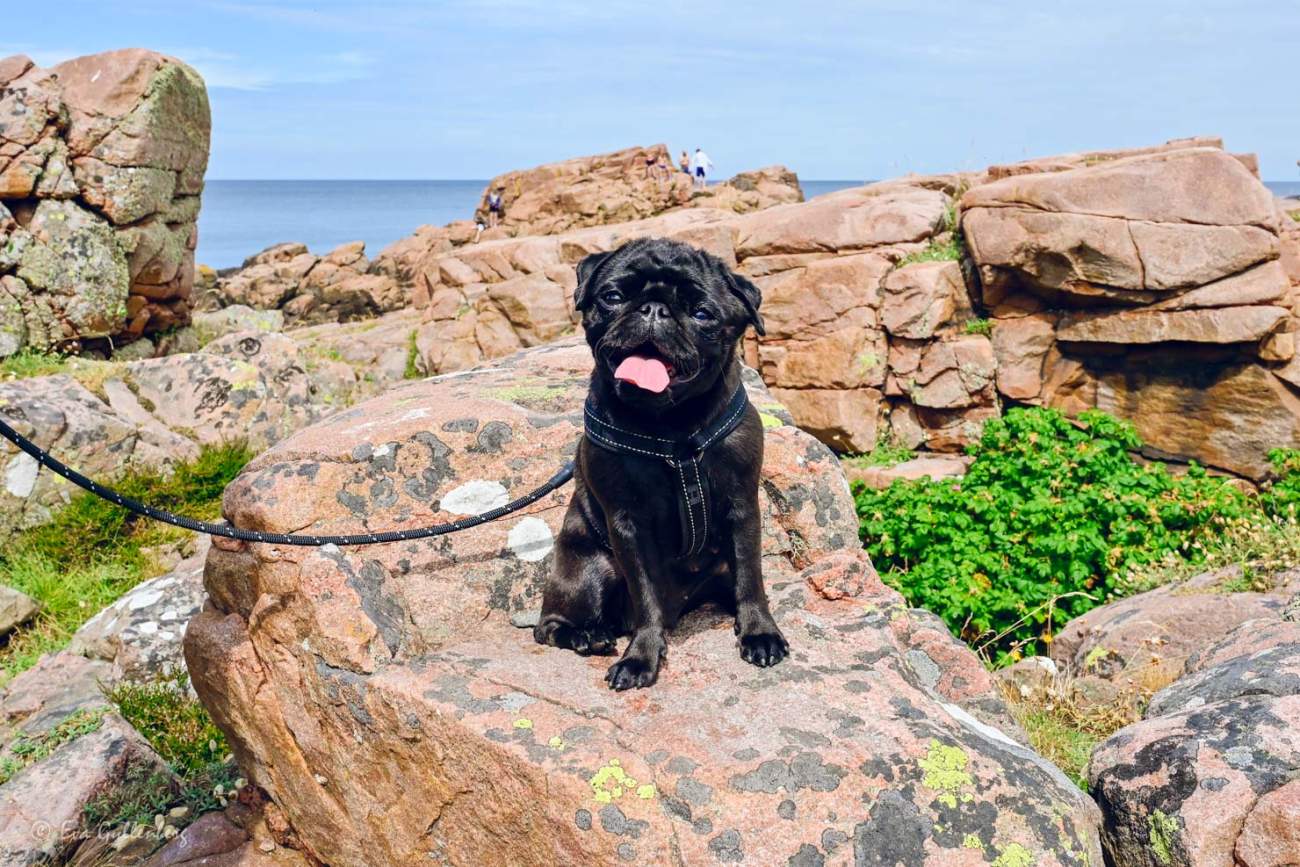 Liten svart hund sitter på en klippa i Hovs hallar en varm julidag