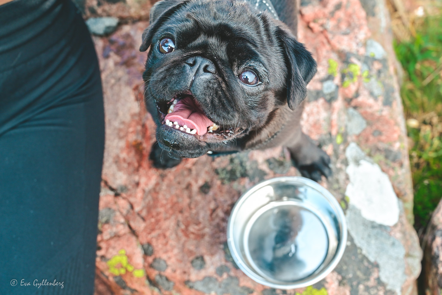 Glad hund i Hovs hallar