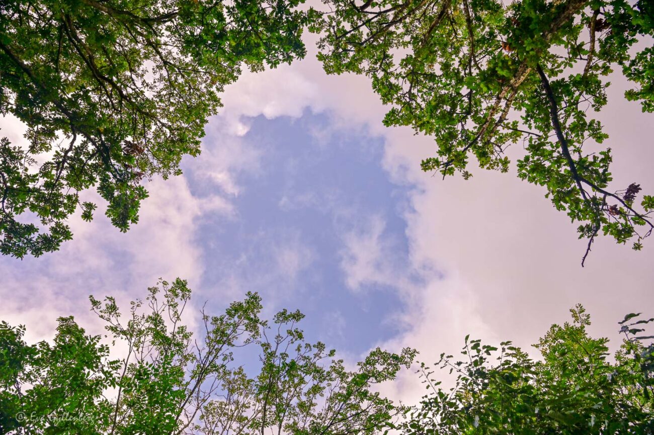 Himlen genom ett trädtäcke
