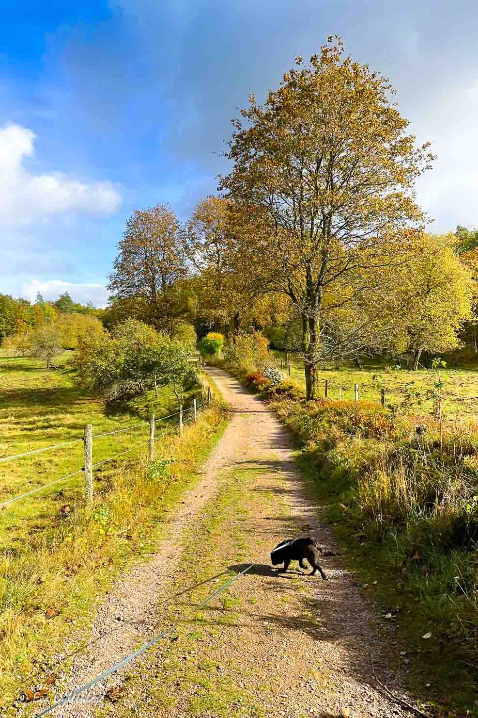 hund på promenad på grusväg