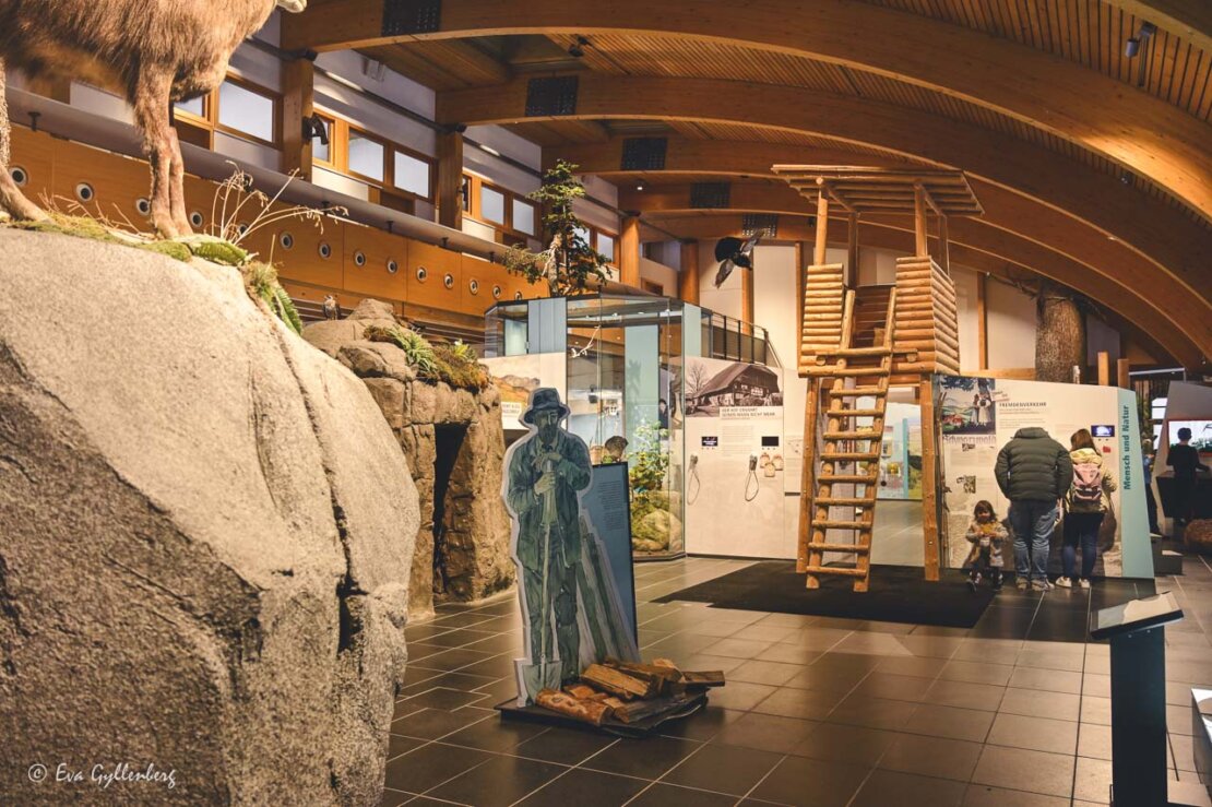 Utställning om djurlivet i Haus der natur i Feldberg