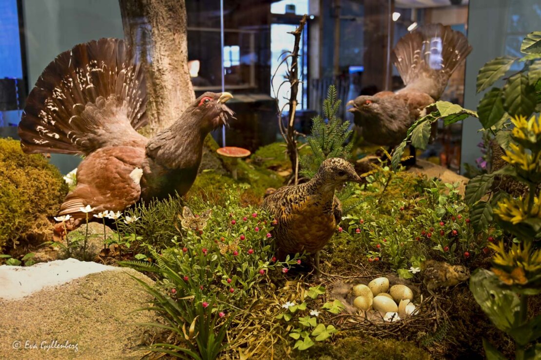 Utställning om orrar och andra djur i Haus der natur 
