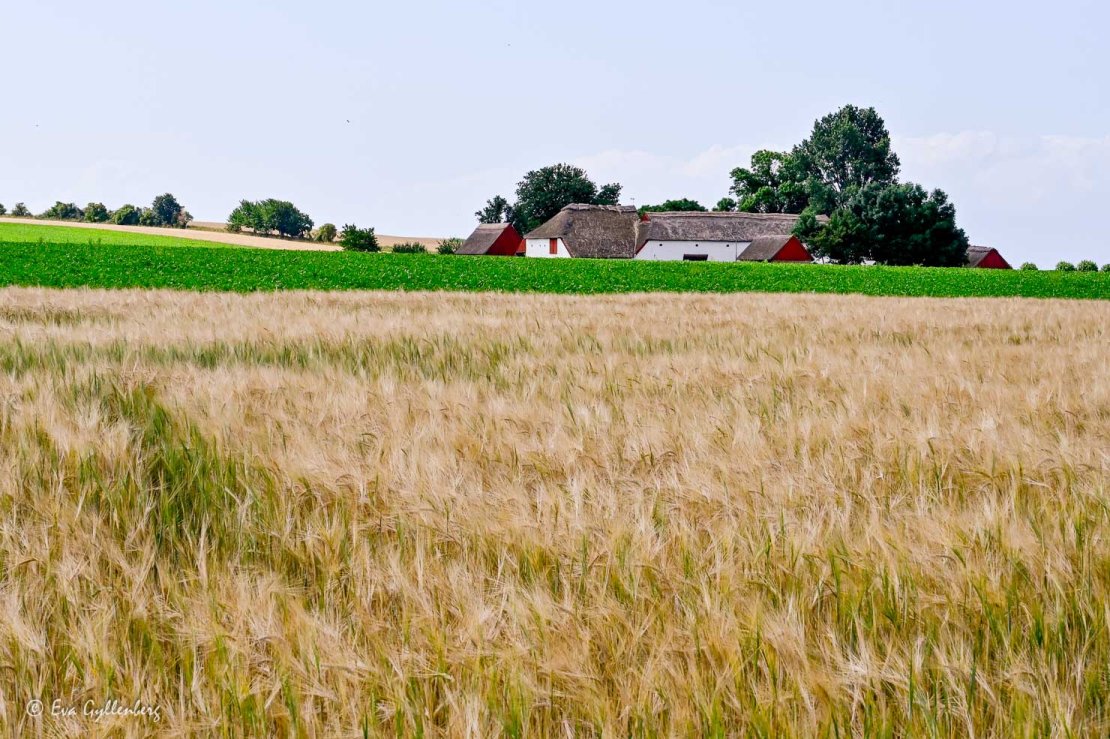 Bondgård i ett bördigt landskap
