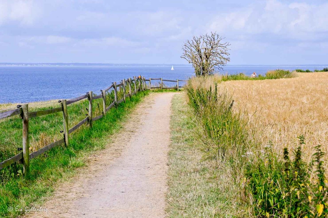 Cykelväg vid havet med ett träd i en kurva