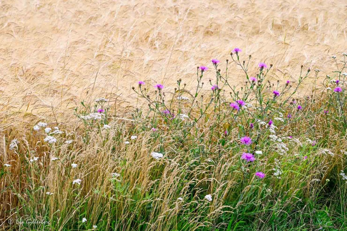 Mogen säd och rosa tistlar