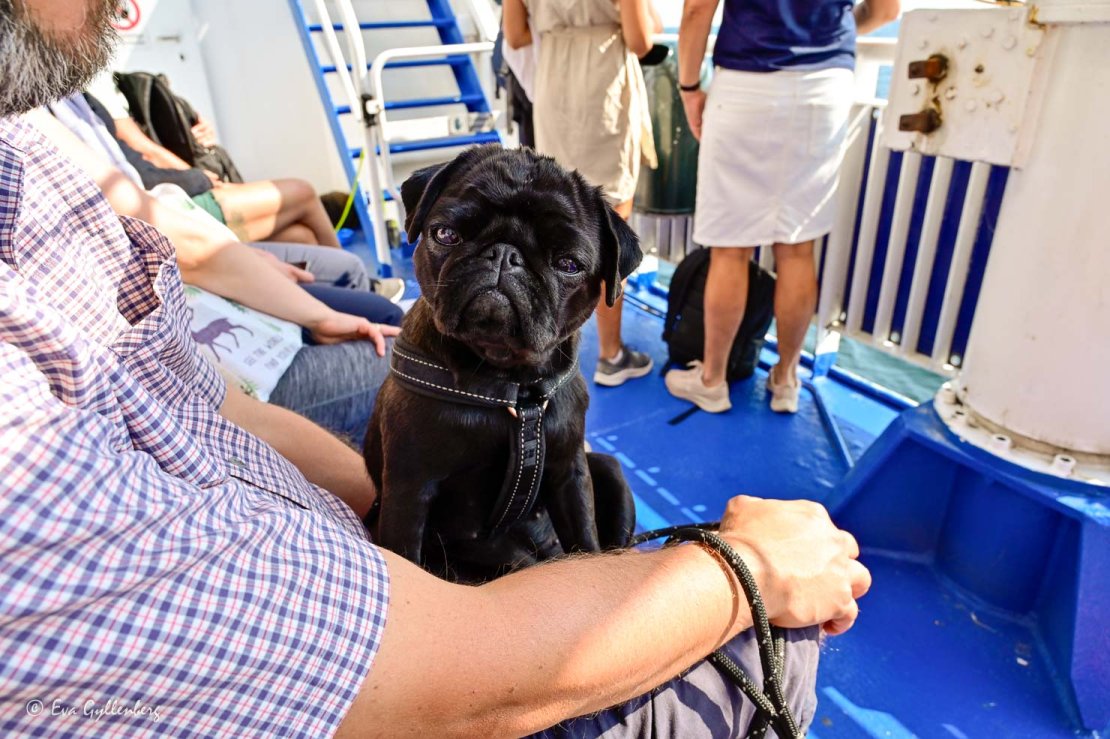 Hund åker färja till Ven