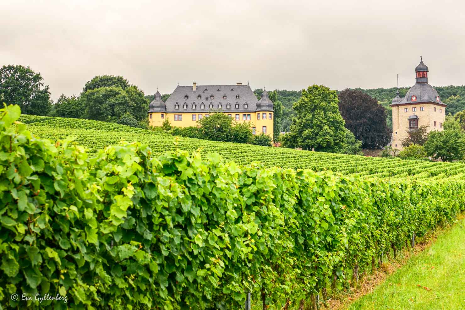 schloss Vollrads med vinrankor