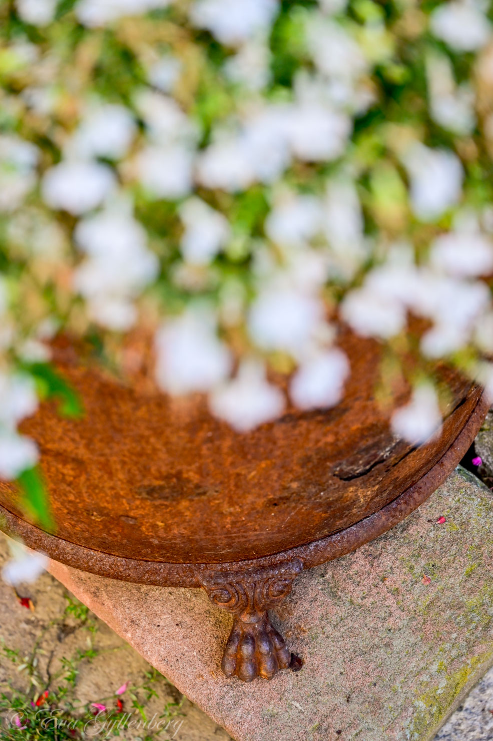 En blomsterkruka i rostigt material med vita blommor