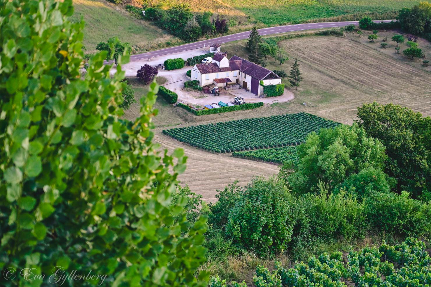 Vingård i Bourgogne sett från ovan
