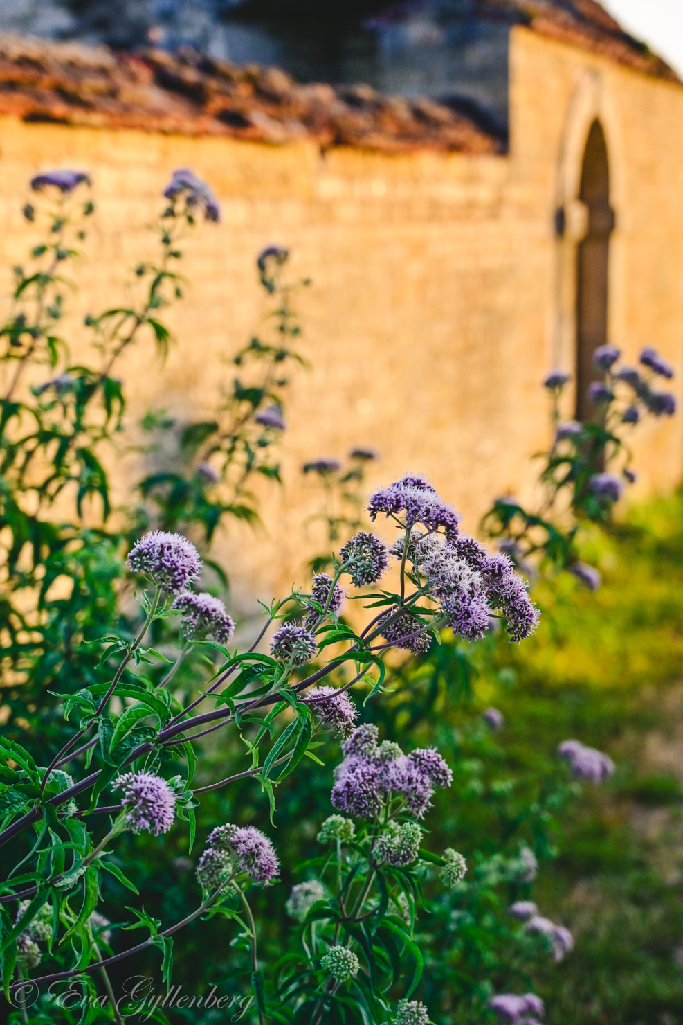 Blommor vid en varmt orange mur