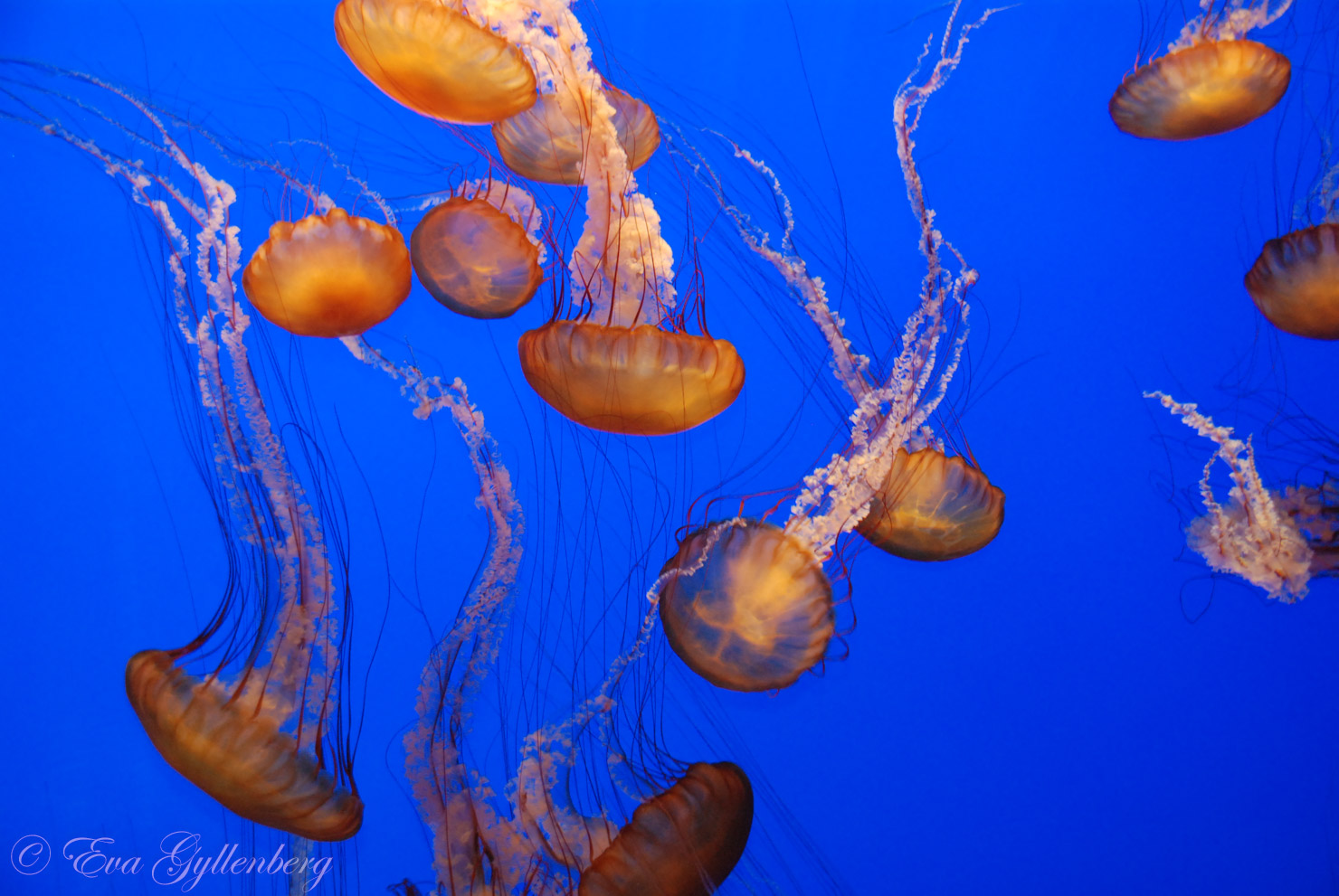 Monterey Bay Aquarium