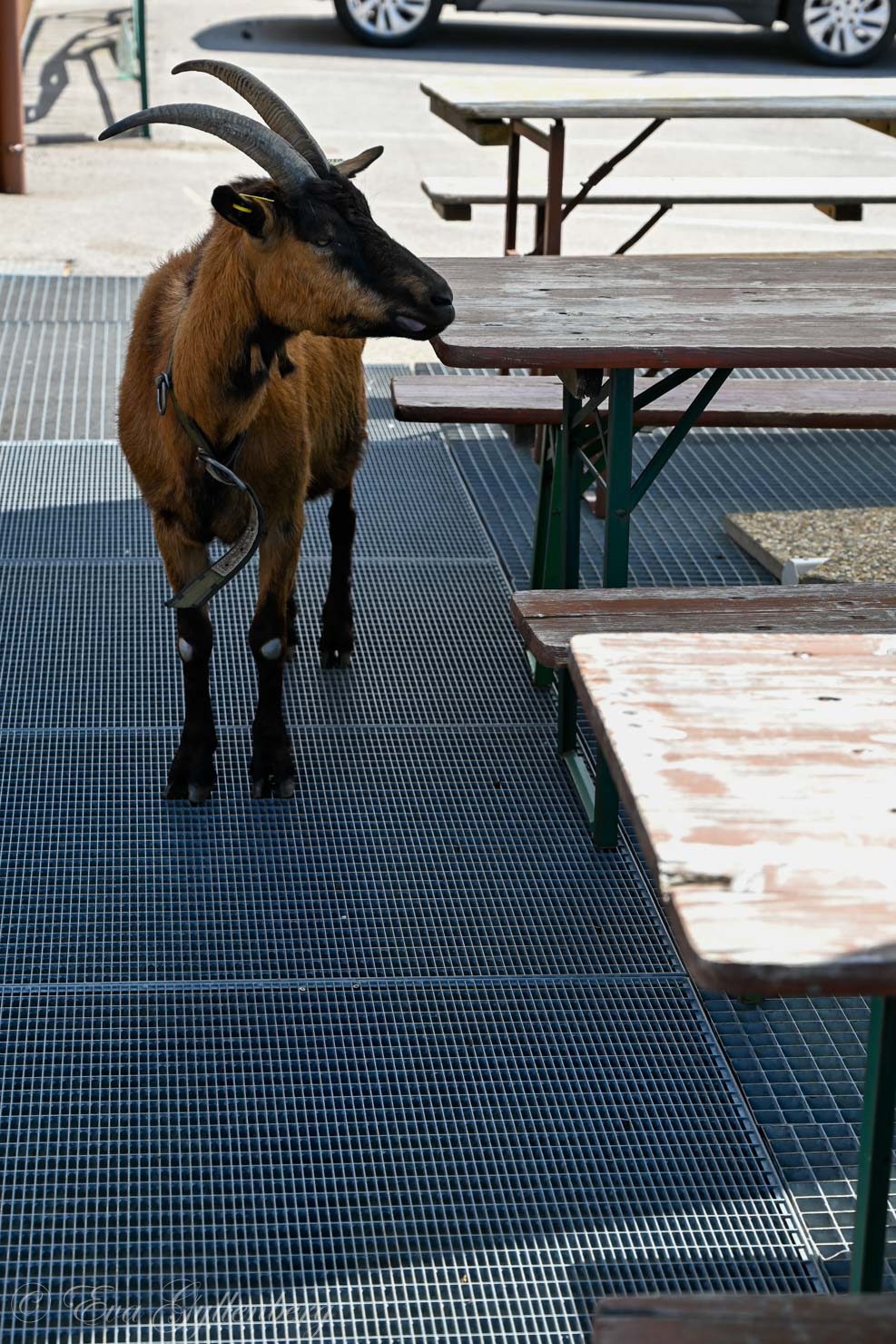 Get tigger mat på restaurang i Alsace